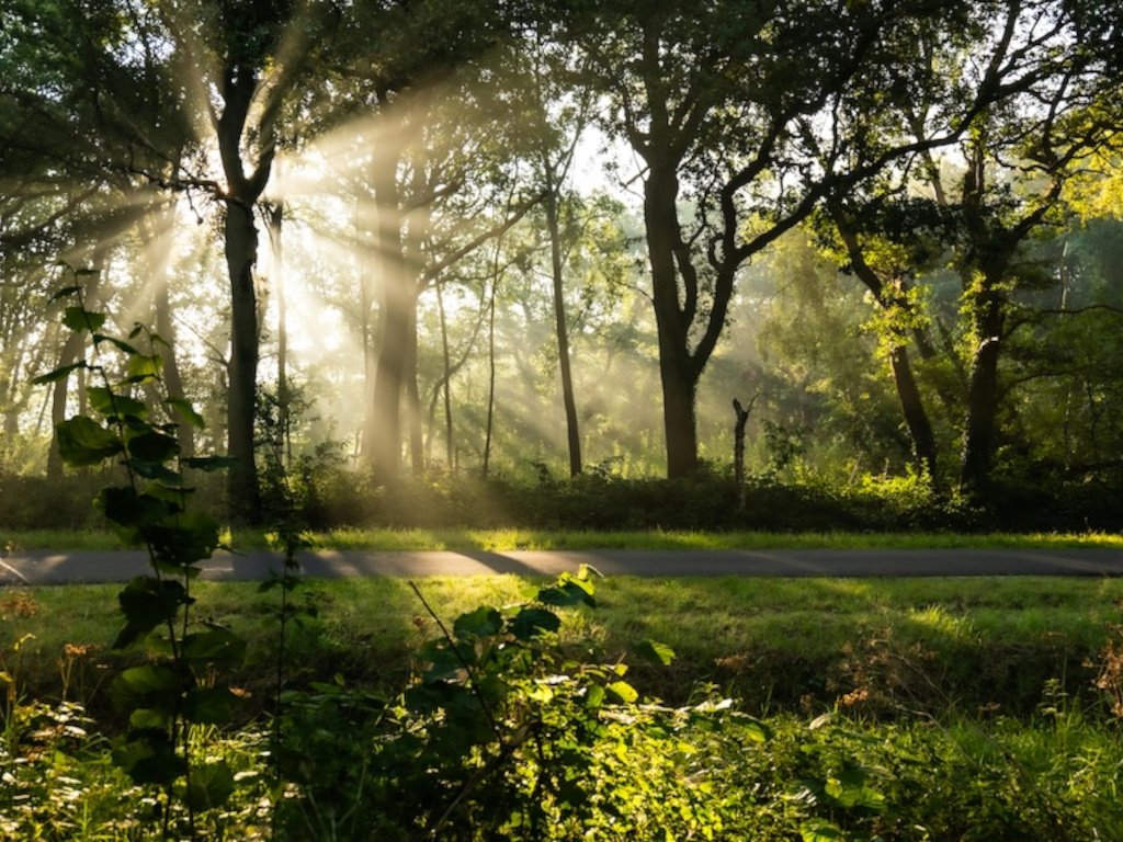 A sunrise over a quiet park path.