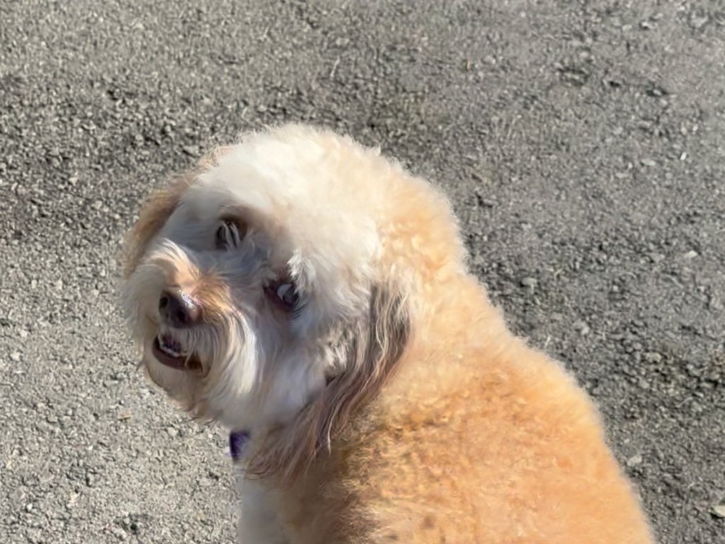 A picture of Dolly Smiling