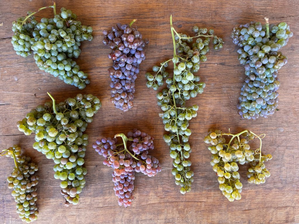 A picture of the many heirloom grape varietals that Thacher Winery in Paso Robles includes in their field blend